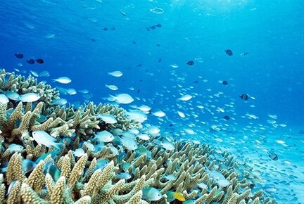 Henoko coral reef 